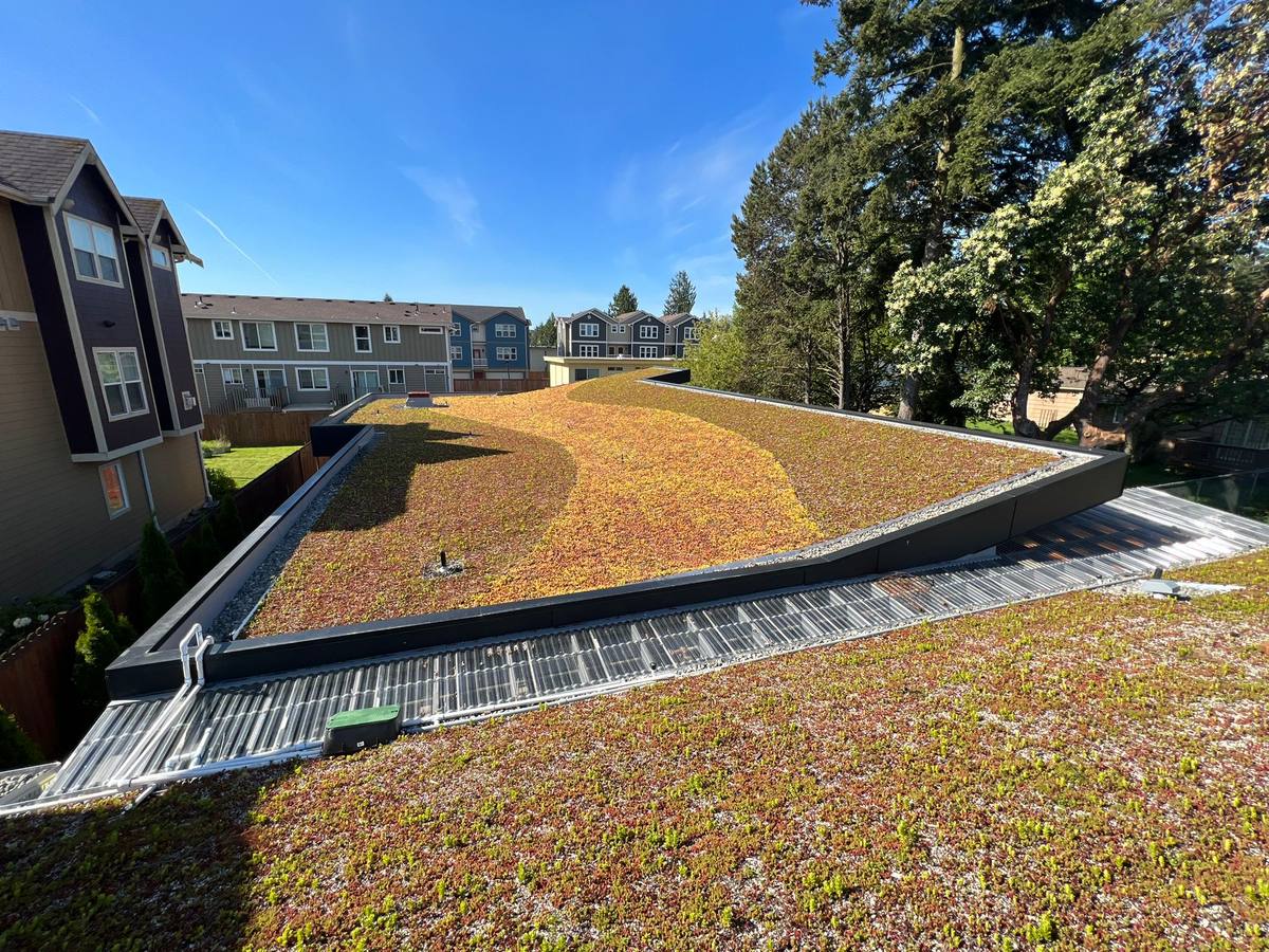 Living sedum green roof planted over the finished building